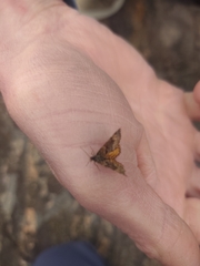 Epirrhoe plebeculata