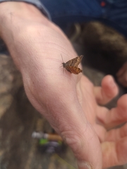 Epirrhoe plebeculata