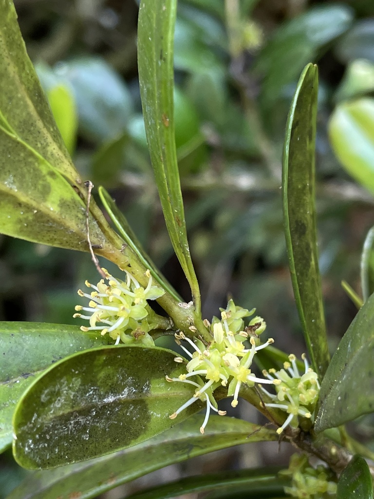 boxwood family