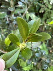 Buxus vahlii