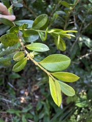 Buxus vahlii