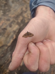 Epirrhoe plebeculata