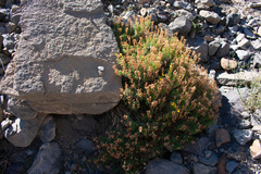 Calceolaria hypericina