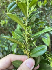 Buxus vahlii