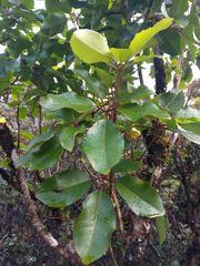 Cheirodendron trigynum