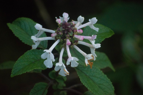 Phyllostegia