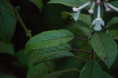 Phyllostegia grandiflora