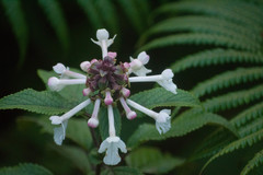 Phyllostegia grandiflora