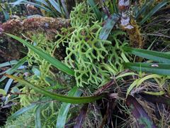 Lycopodium venustulum