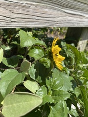 Helianthus debilis image