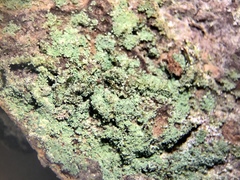 Lepraria hodkinsoniana