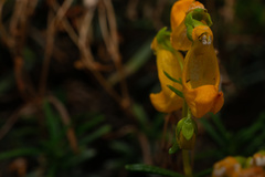 Calceolaria hypericina