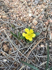 Ranunculus glaberrimus ellipticus