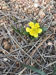 Ranunculus glaberrimus ellipticus