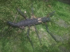 Peruphasma flavomaculatum