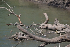 Graptemys ouachitensis