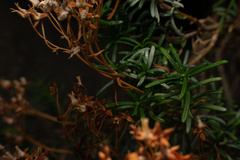 Calceolaria hypericina