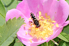 Anasimyia anausis