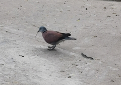 Streptopelia tranquebarica