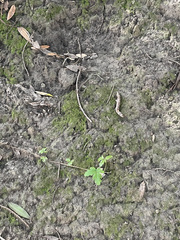 Magnoliopsida