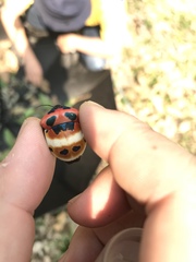 Poecilocoris latus