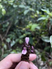 Justicia mirabiloides