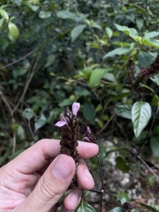 Justicia mirabiloides