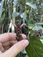 Justicia mirabiloides