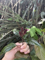 Justicia mirabiloides