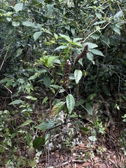 Justicia mirabiloides