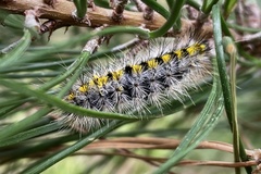 Lophocampa argentata