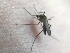 Aedes infirmatus