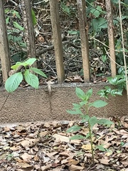 Calotes emma