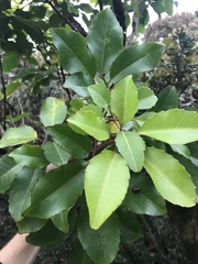 Cheirodendron trigynum