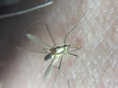 Aedes infirmatus