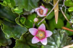 Lysimachia buxifolia