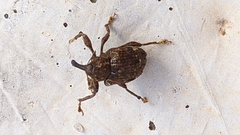 Curculionidae