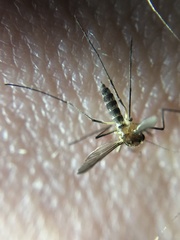 Aedes infirmatus