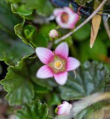 Lysimachia buxifolia