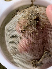 Ipnobius robustus