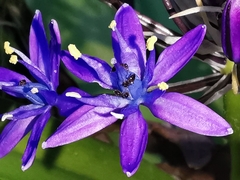 Crematogaster sordidula