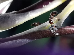 Crematogaster sordidula