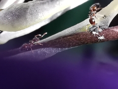 Crematogaster sordidula