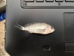 Larimus fasciatus