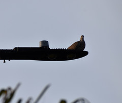 Streptopelia decaocto