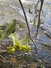 Smilax laurifolia