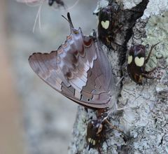 Charaxes guderiana guderiana
