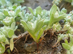 Psilocarphus tenellus