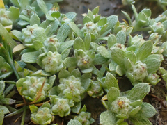 Psilocarphus tenellus