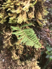 Adenophorus tamariscinus